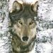 Profile Picture of Angie Lenkevich (@wolffaerie17) on Pinterest