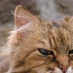 Profile Picture of Florence Fournet (@florence.fournet.5) on Facebook