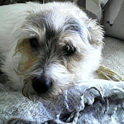 Profile Picture of Martyn Griffiths (@Martyngriffit11) on Twitter