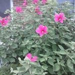 Profile Picture of Judy Windsor Jones (@judy8145) on Instagram