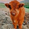 Profile Picture of ｏｋｅｙｂｉｌｌｉｅ (@@buddy.routines) on Tiktok