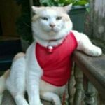 Profile Picture of jacintawong (@jacintawong6598) on Instagram