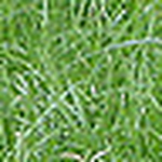 Profile Picture of Laura Radulescu (@laura radulescu) on Flickr