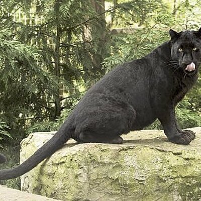 Profile Picture of Jared Hughey (@DrowsyJarebear) on Twitter