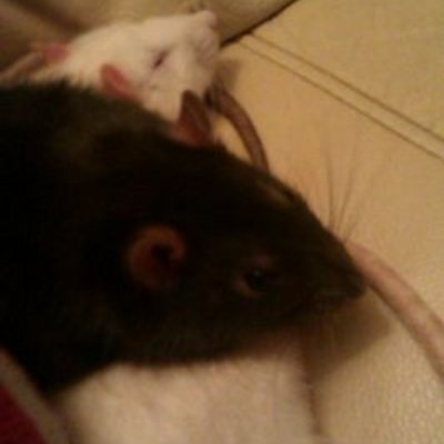 Profile Picture of Nick Philpott (@nphilpott10) on Twitter