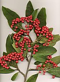 Profile Picture of Cotoneasteron Wikipedia