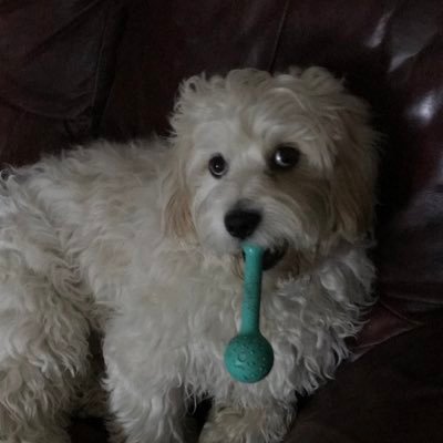 Profile Picture of Lee Lessells (@lee_lessells) on Twitter