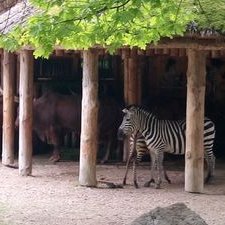 Thomas Drexler - Twitter Profile Picture of Thomas Drexler (@ThomasDrexler2) on Twitter