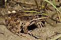 Profile Picture of Epirus water frogon Wikipedia