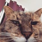 Profile Picture of Jasmine Gause (@jasminekittyforlife) on Instagram