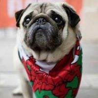 Profile Picture of Stuart Bishop (@stuart-bishop-6) on Quora