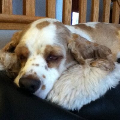 Profile Picture of Guy Bélair (@belguio) on Twitter