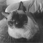 Profile Picture of Lisa Reichard-Tefft (@opidarsarai) on Instagram