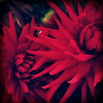 Profile Picture of Lisa Kennedy (@nwframeofmind.com) on Flickr