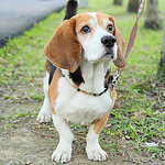 飯糰 - Flickr Profile Picture of 飯糰 (@ping-huang wu) on Flickr