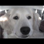 Profile Picture of Kim Deaton (@k_deaton) on Instagram