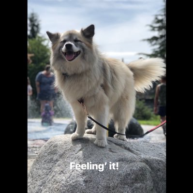 Profile Picture of Cynthia 🤝 🇨🇦 🏴󠁧󠁢󠁳󠁣󠁴󠁿 🌈 🌲 (@Tintie4) on Twitter