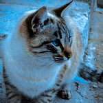 Profile Picture of Isabel S?nchez (@wolf.24_) on Flickr