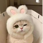 Profile Picture of Cats are just better (@meowsicale_official) on Instagram