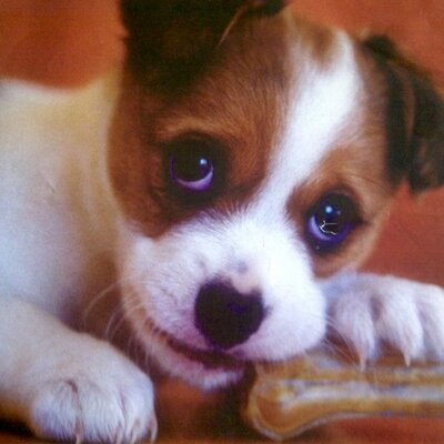 Profile Picture of Dave Voda (@DaveVodaPJTV) on Twitter