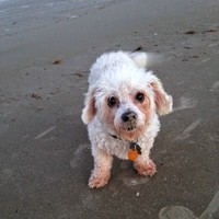 Profile Picture of Joe Funari (@joe-funari-2) on Quora