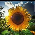 Profile Picture of Sherri Funk (@sherri.funk) on Instagram