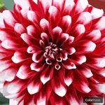 Profile Picture of Gayle Ambach (@gayleambach) on Instagram