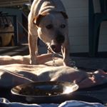 Profile Picture of Angus Blake (@angus__blake) on Instagram