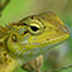 Profile Picture of Varghese Mathew (@varghesem007) on Flickr