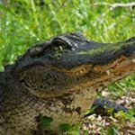 Profile Picture of Matthew Boozer (@matthewboozer) on Instagram