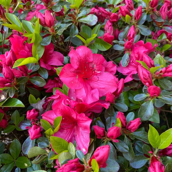 Profile Picture of Ariel Lardiere (@ariellardiere13) on Poshmark