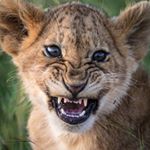 Profile Picture of Joy Safari Bay (@joysafaribay) on Instagram