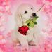 Profile Picture of Cheff David (@cheff.david.54) on Facebook