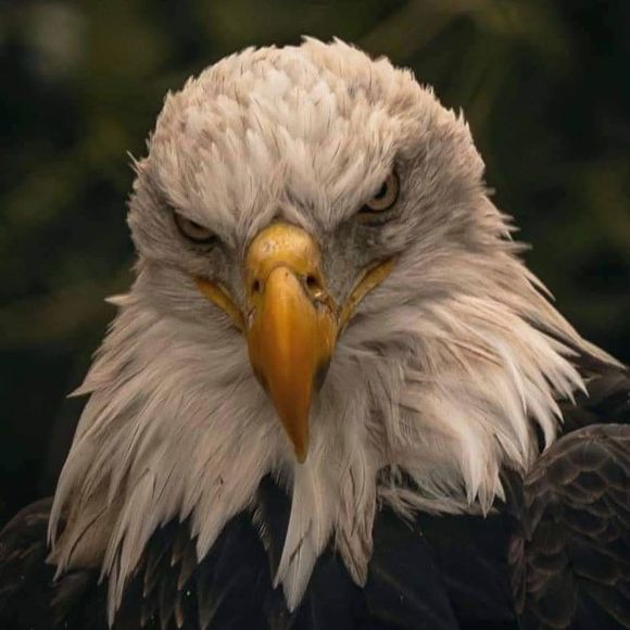 Profile Picture of Christina Goerss (@goerss1171) on Poshmark