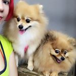 Profile Picture of Mocha Eevee, Maple Fox & Mina🎀 (@kawaiibeasts) on Instagram