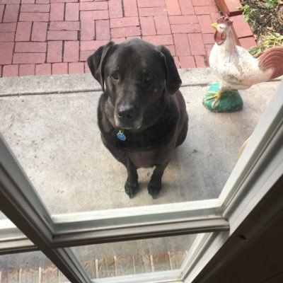 Profile Picture of John Lattanzio (@john_lattanzio) on Twitter