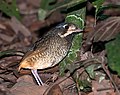 Profile Picture of Variegated antpittaon Wikipedia