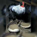 Profile Picture of Jhoel Huaycho (@Jhoel-Huaycho) on Facebook