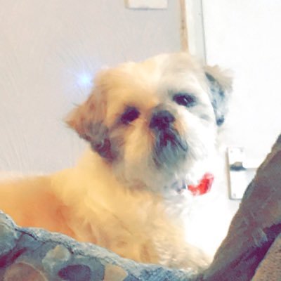 Profile Picture of Casey Sugarman (@sugarman_casey) on Twitter