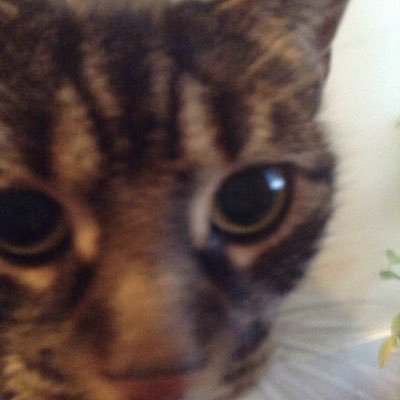 Profile Picture of Aaron Morrissey (@amorrissey) on Twitter