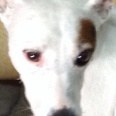 Profile Picture of Michael Ferrera (@michaelferrera3) on Twitter
