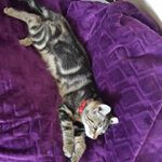 Profile Picture of Phillip Wilkes (@phill_62) on Instagram