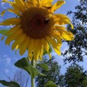 Profile Picture of Janet Snow (@usnmom) on Pinterest