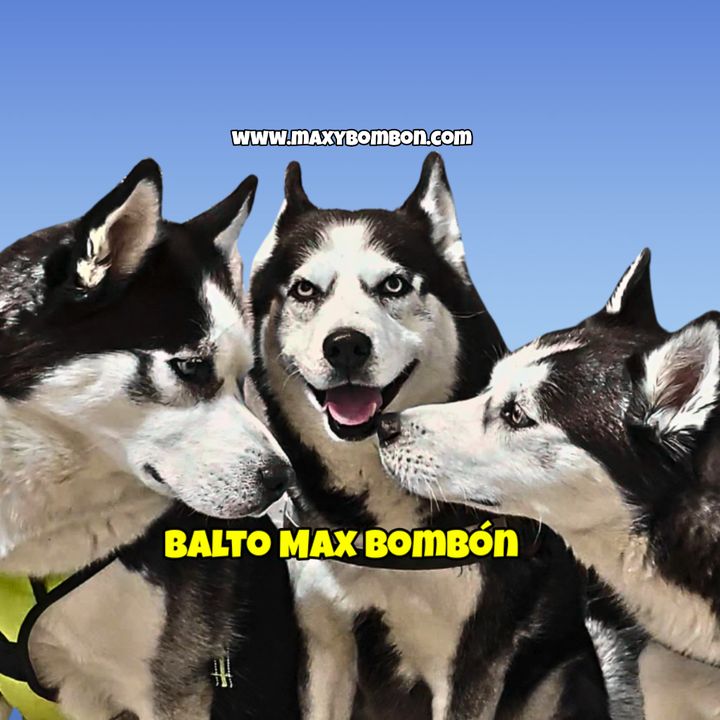 Profile Picture of   Peluche chivato!!!😡¿A que... (@maxthehussky) on Tiktok