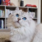 Profile Picture of Murray (@a_cat_called_murray) on Instagram