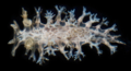 Profile Picture of Tritonicula bayerion Wikipedia