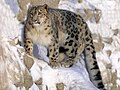 Profile Picture of Snow leopardon Wikipedia