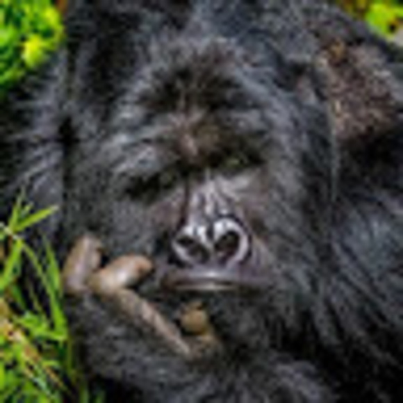 Profile Picture of Alex Nunn (@alexnunn85) on Poshmark