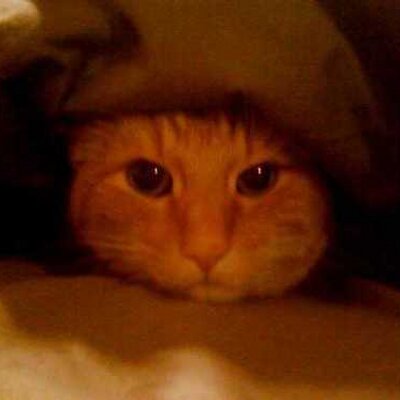 Bradley Nord - Twitter Profile Picture of Bradley Nord (@@Bradley77344952) on Twitter