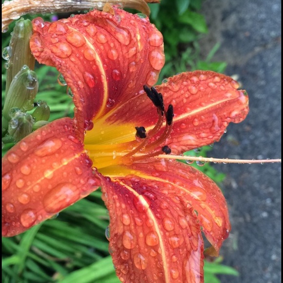 Profile Picture of Danielle Tillinghast (@dtilli14) on Poshmark